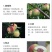 中华脆蜜桃70mm以上