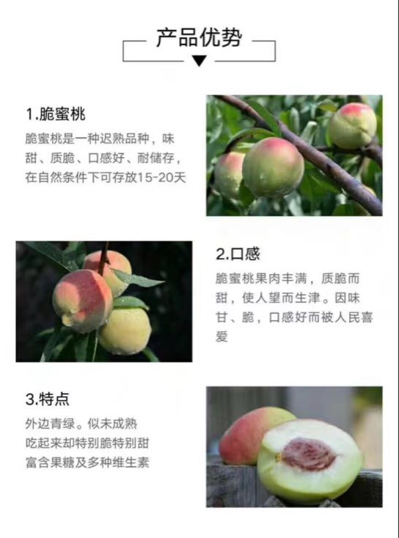 中华脆蜜桃70mm以上