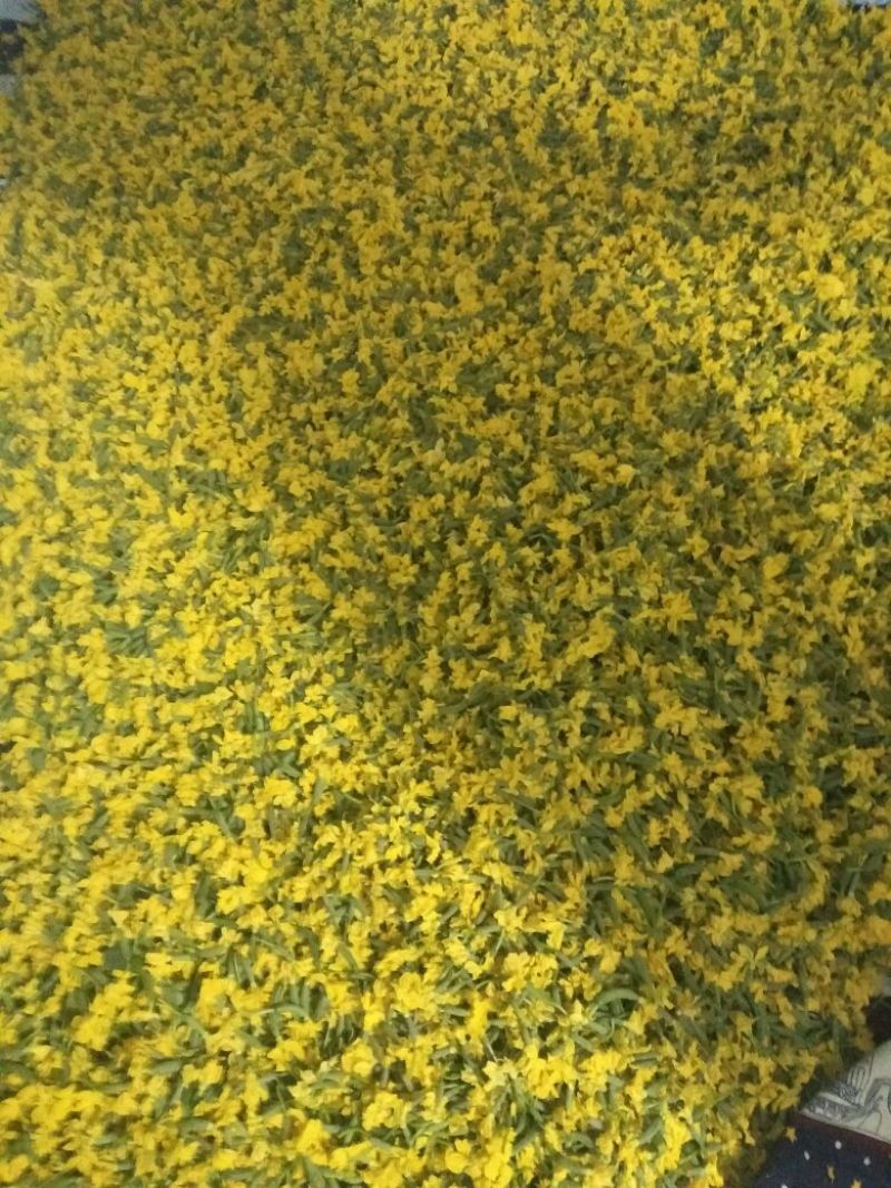 小黄瓜花，玉女瓜，精品货，产地批发