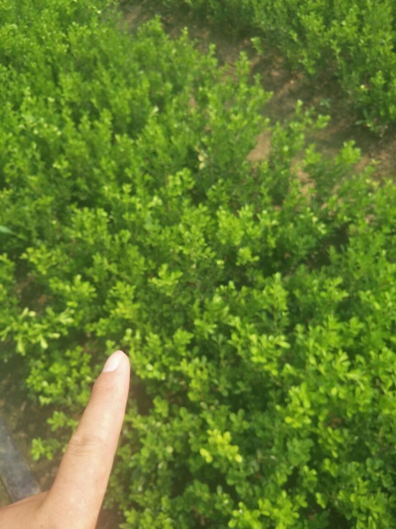 瓜子黄杨床苗分栽苗海量供应可以实地考察看货