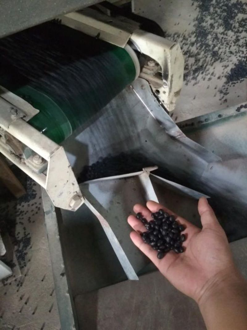 黑豆青仁乌豆