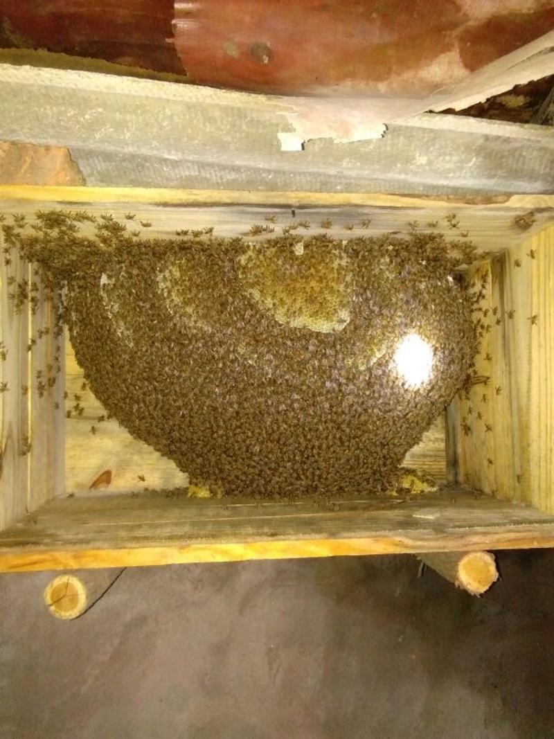 中华蜜蜂野生蜂蜜