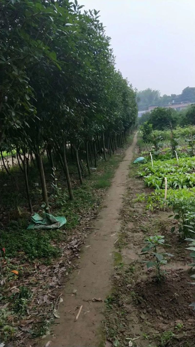 大量红叶石楠4_15公分的