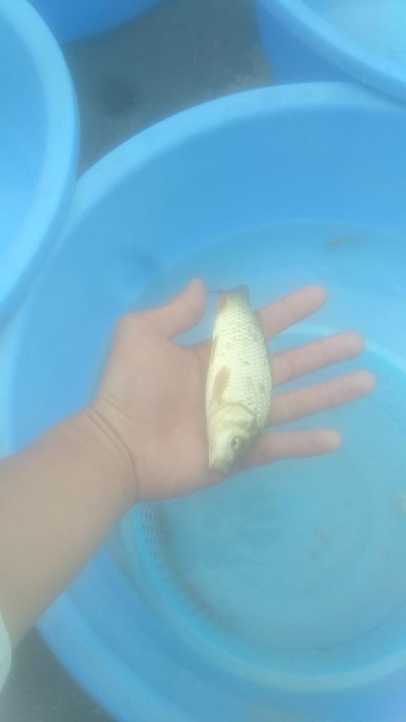 红鲤苗