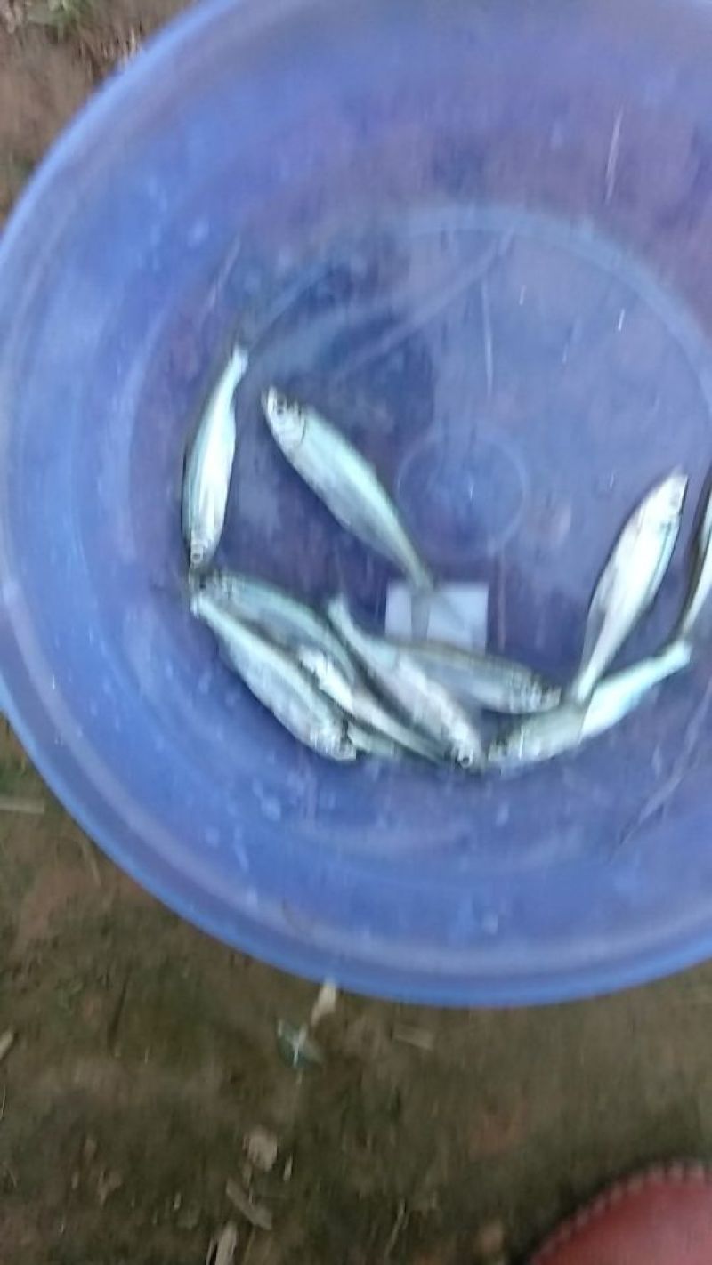 红鲤苗