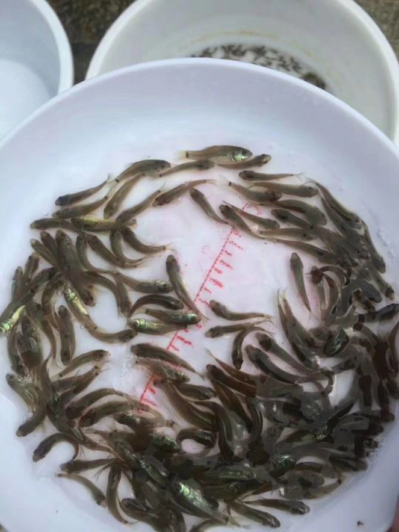 红鲤苗