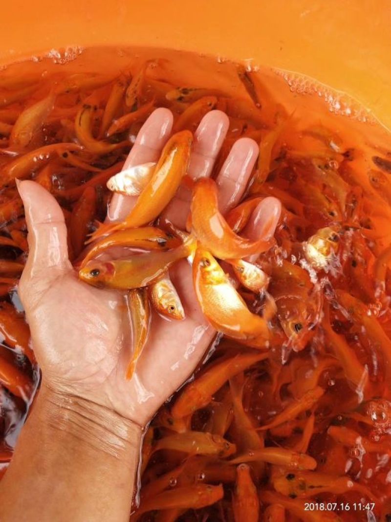 红鲤苗