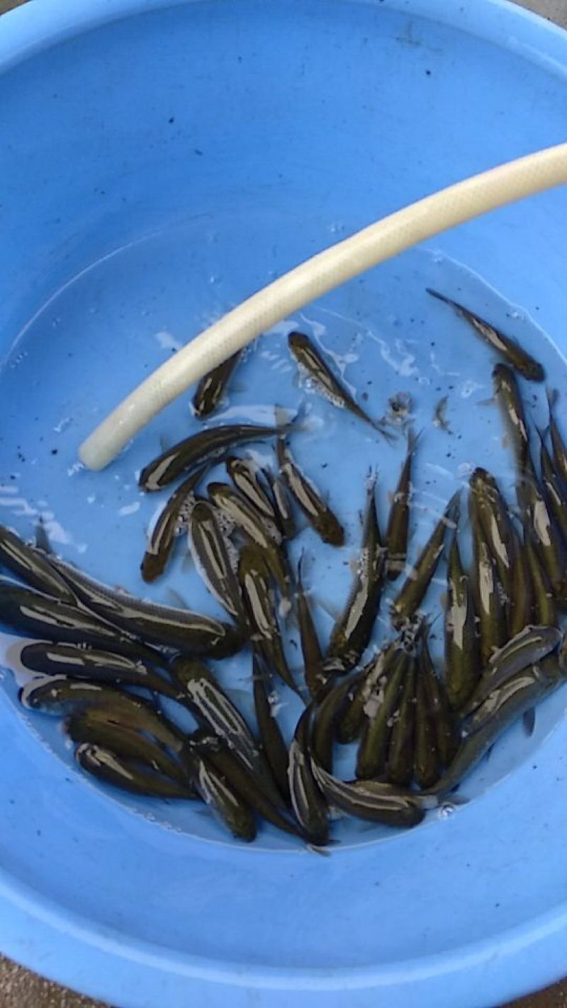 红鲤苗