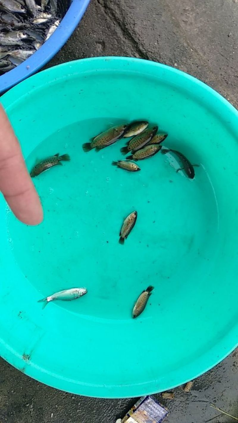 红鲤苗