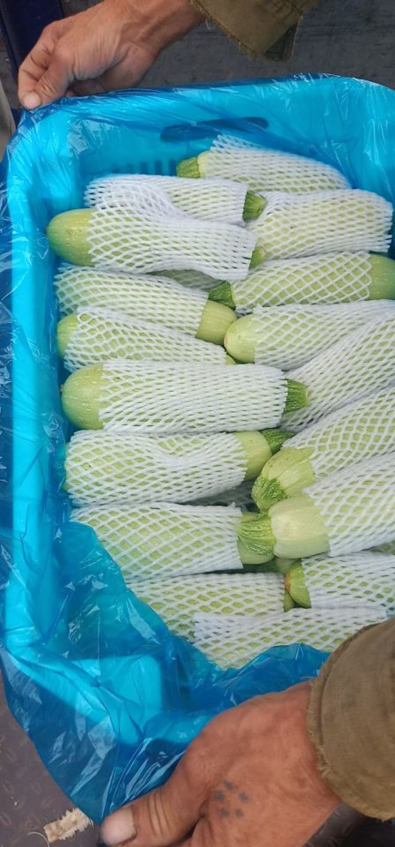 打季节露天西葫芦