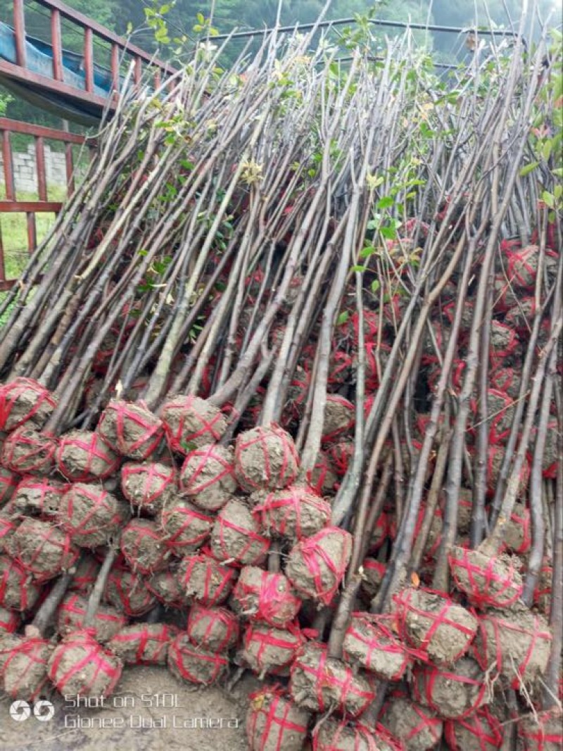 高杆红叶石楠价格，石楠树价格，红叶石楠，单杆红叶石楠价格