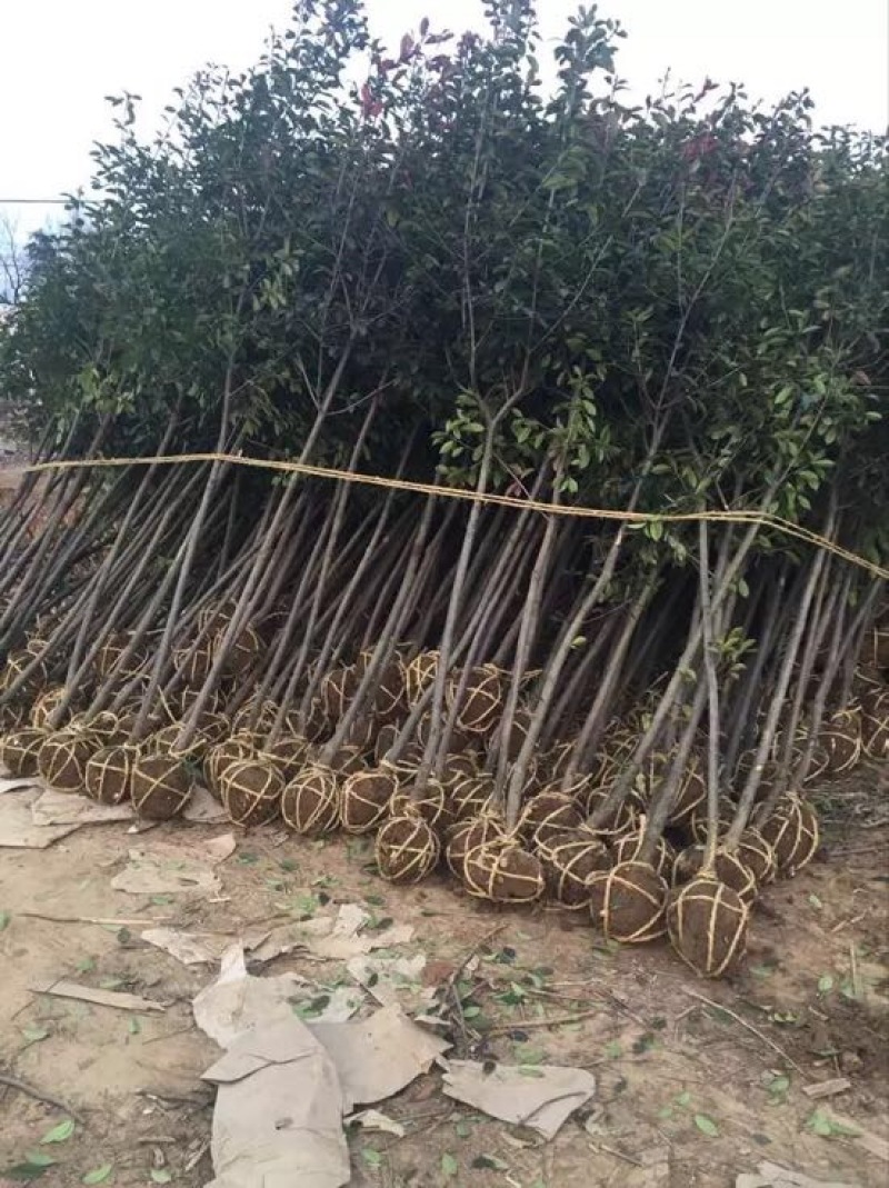 高杆红叶石楠价格，石楠树价格，红叶石楠，单杆红叶石楠价格