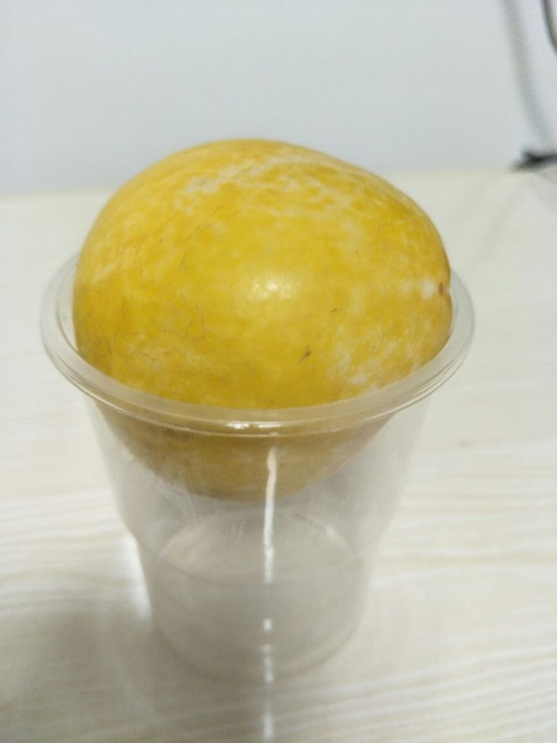 李苗黄金李黄金奈李苗市场畅销产品品种保证签订合同