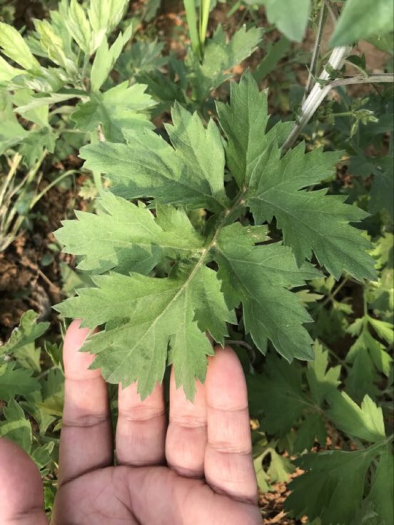 艾绒蕲艾绒正宗蕲艾发源地出产，高品质蕲艾绒