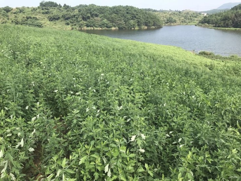 艾绒蕲艾绒正宗蕲艾发源地出产，高品质蕲艾绒