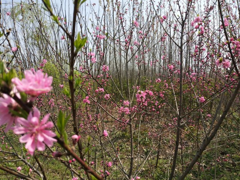 120亩林地转让