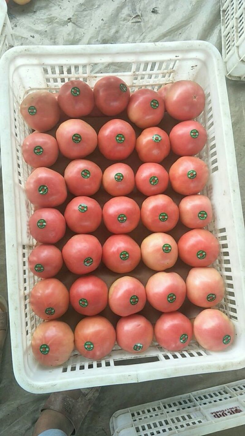 【实力老店】硬粉西红柿精品弧三以上通货规格齐全