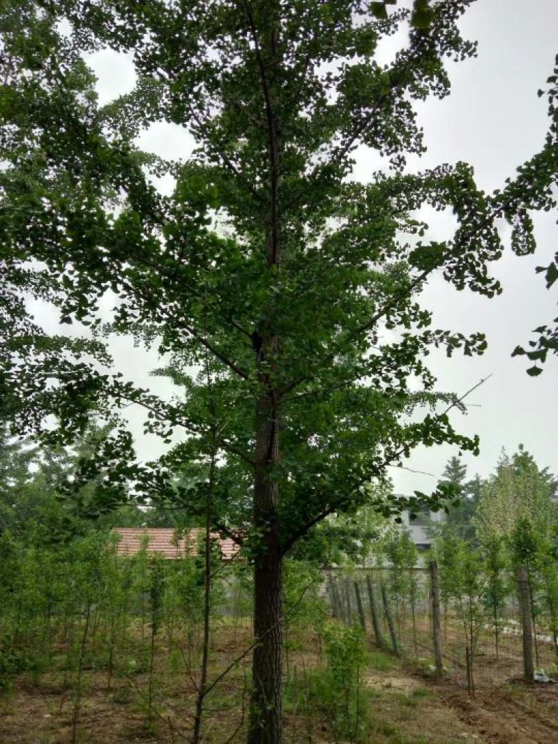 银杏树