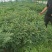 牡丹籽