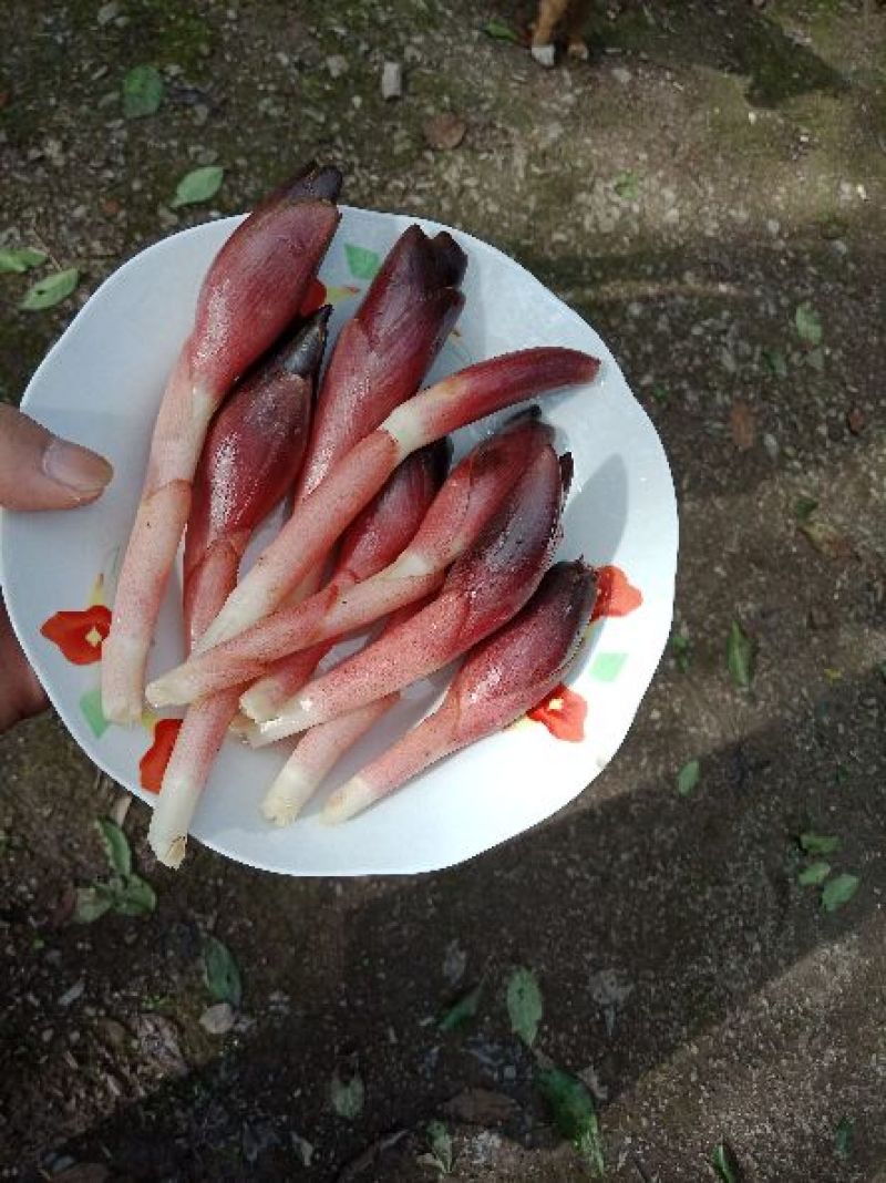 洋荷