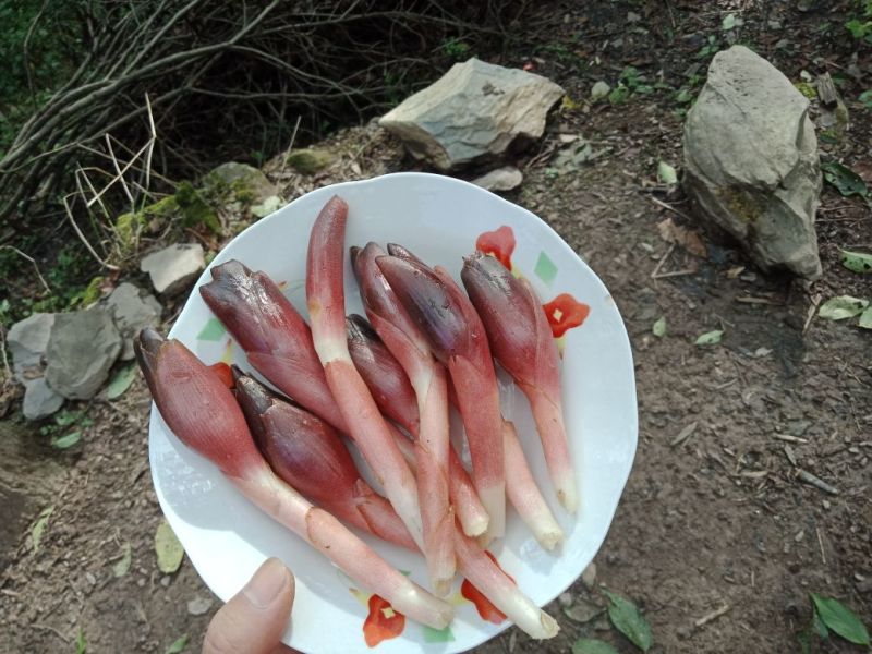 洋荷