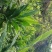 洋荷
