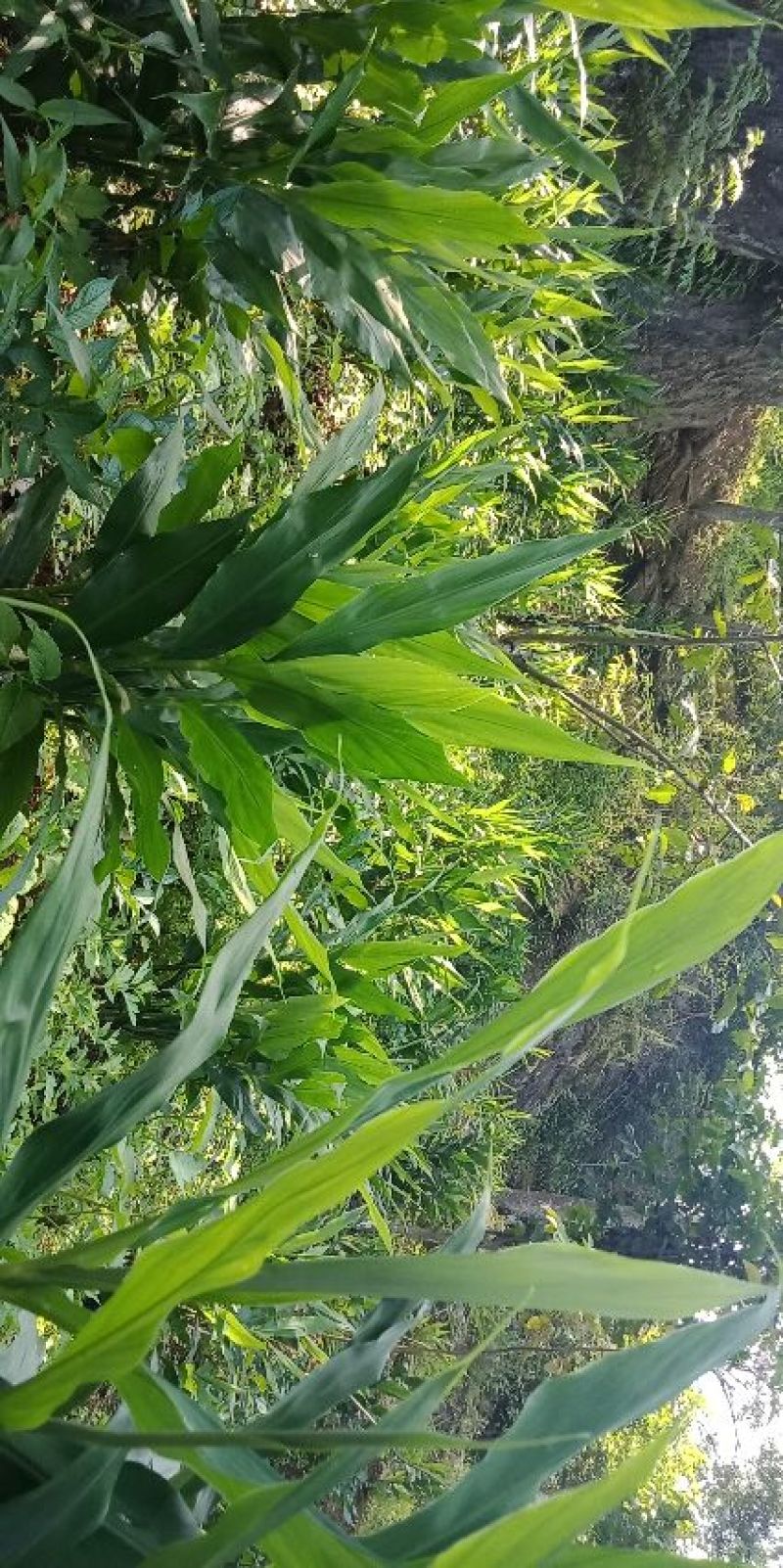 洋荷