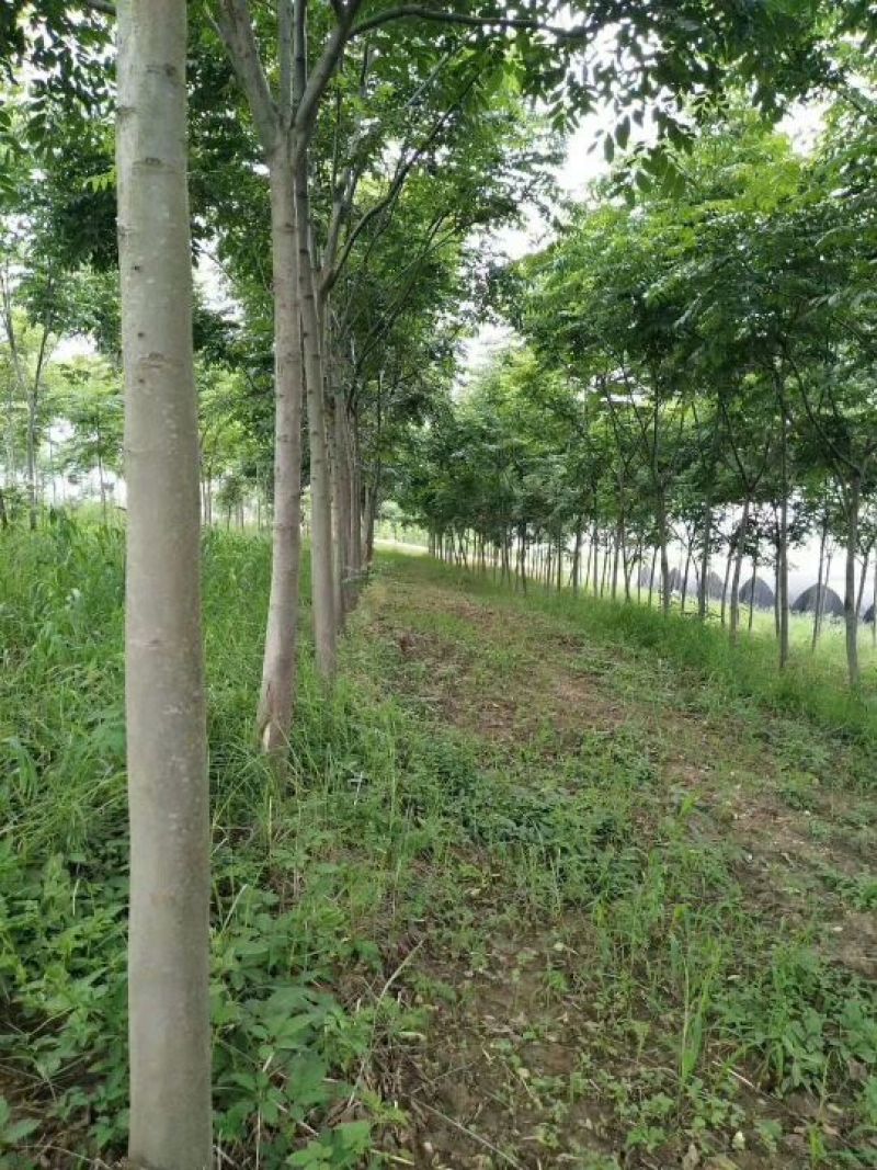 精品栾树