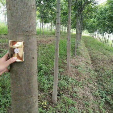 精品栾树