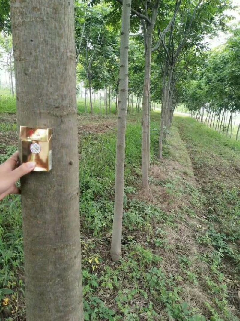 精品栾树