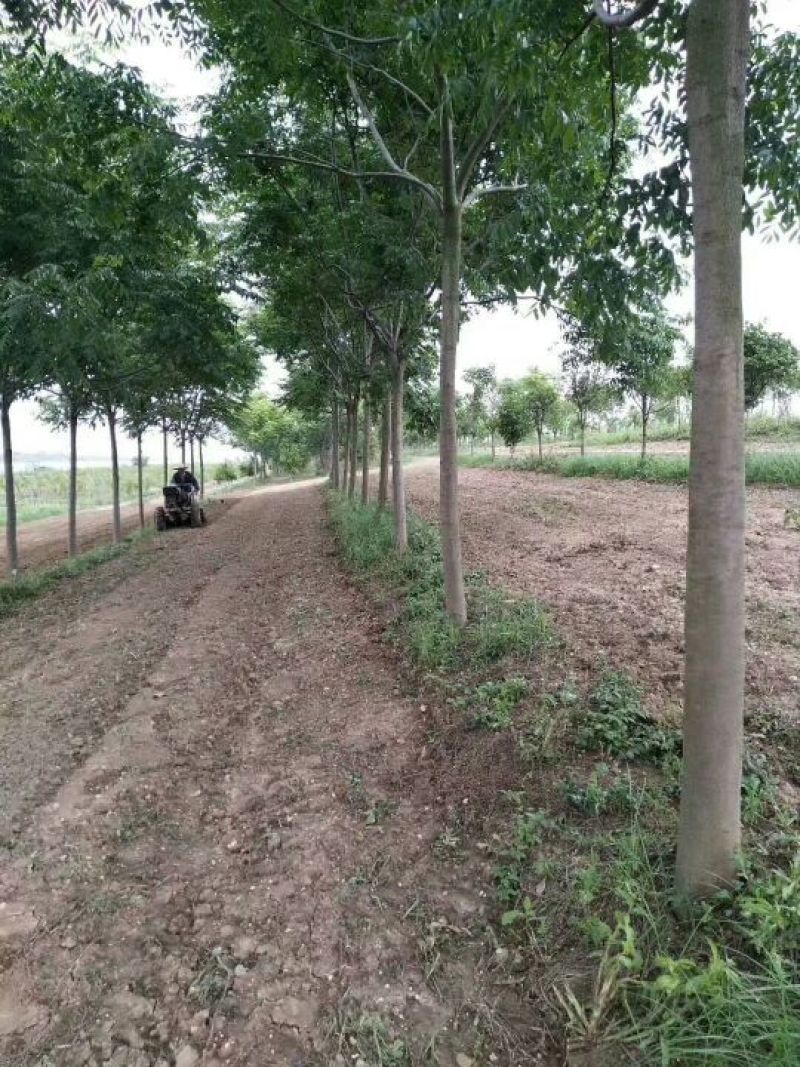 精品栾树