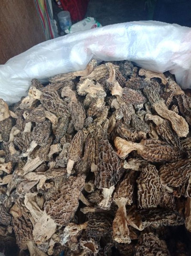 纯野生西藏羊肚菌