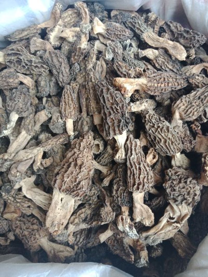 纯野生西藏羊肚菌