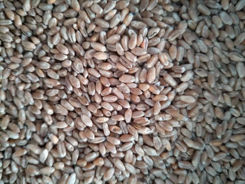 大量供应出售内蒙古呼伦贝尔红小麦白小麦量大