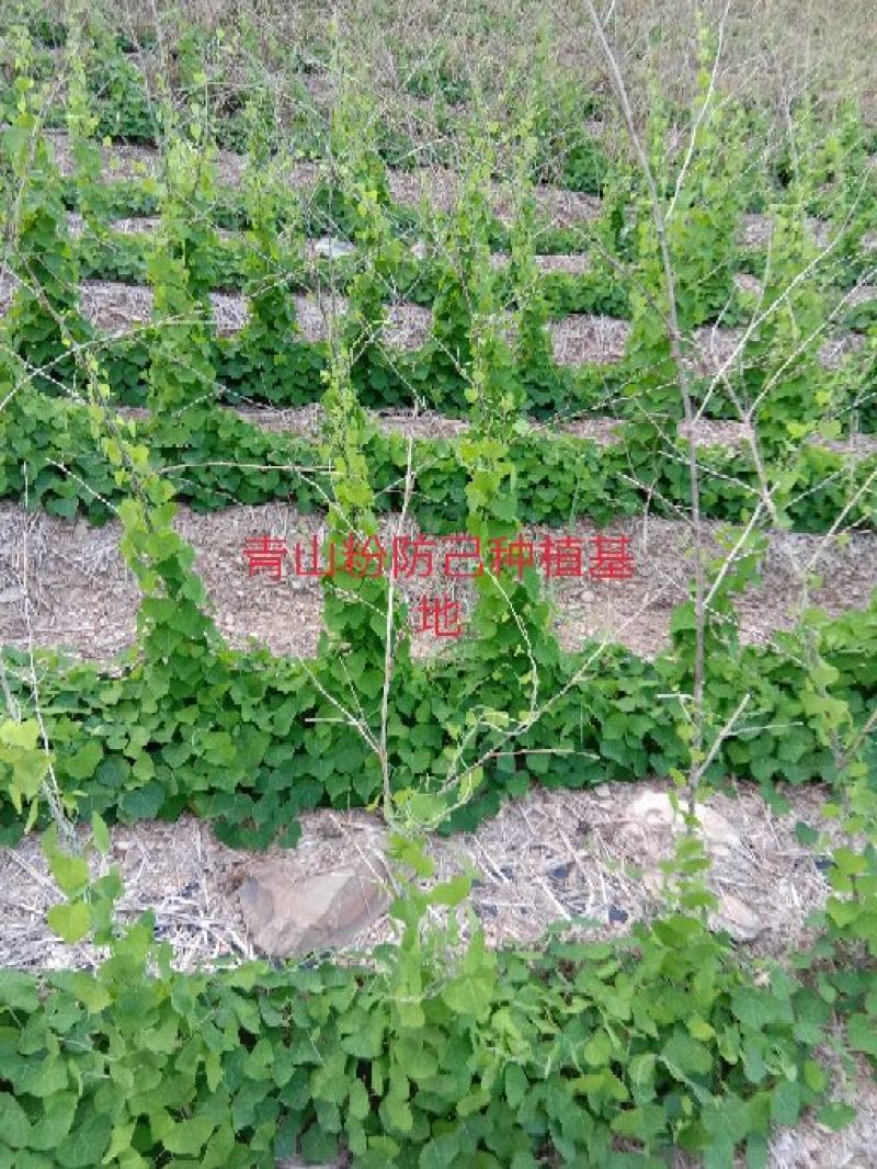 正宗江西粉防己
