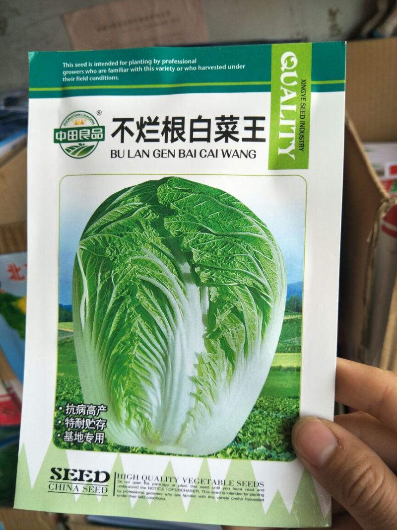 白菜种子
