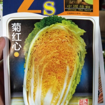 白菜种子