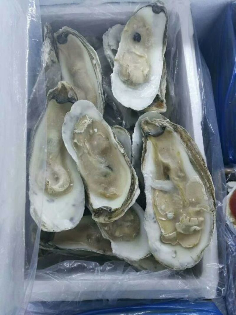 生蚝