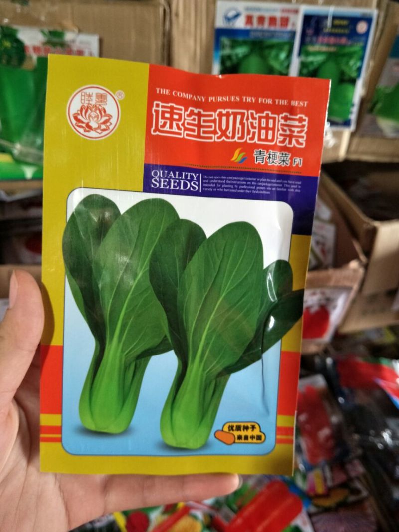 青梗菜种子