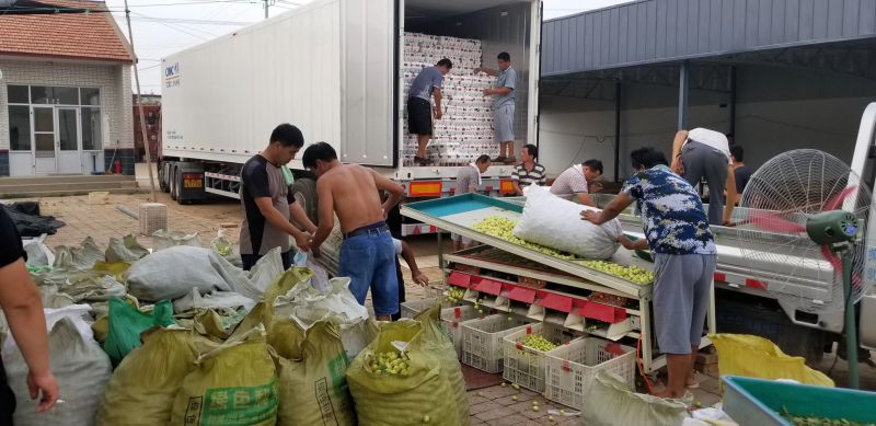 新鲜鲜枣的山东冬枣上市了，产地代办直销品质保证，价格低