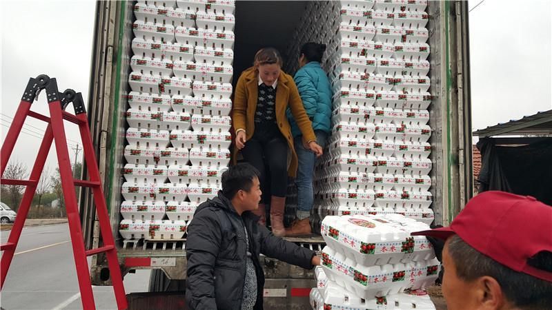 新鲜鲜枣的山东冬枣上市了，产地代办直销品质保证，价格低
