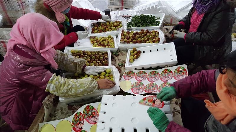 新鲜鲜枣的山东冬枣上市了，产地代办直销品质保证，价格低