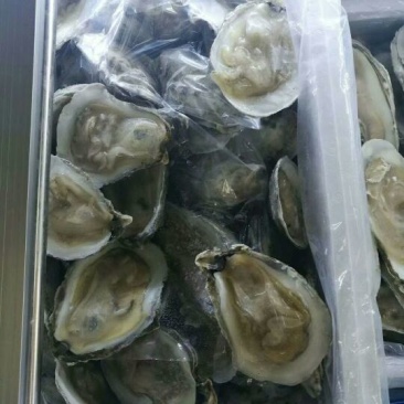 生蚝