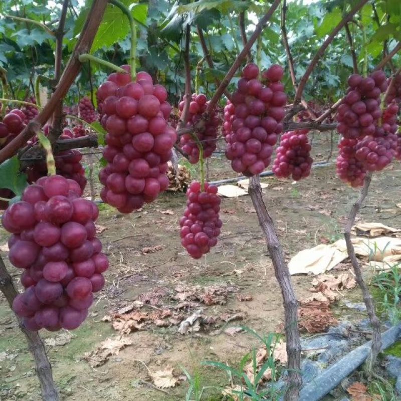 巨峰葡萄甜度高颗粒大串型好万亩基地直供，全国代发