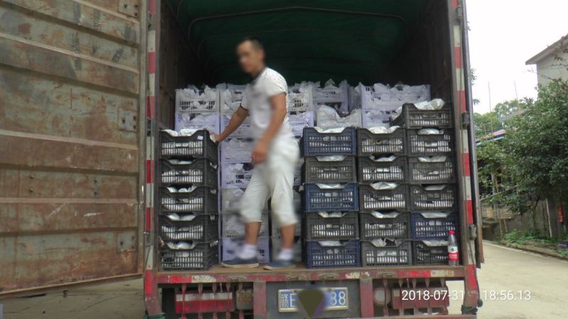 巨峰葡萄甜度高颗粒大串型好万亩基地直供，全国代发