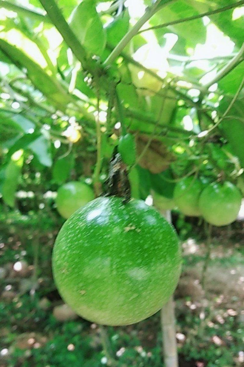 黄金百香果黄果