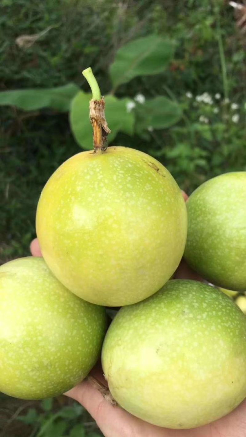 黄金百香果黄果