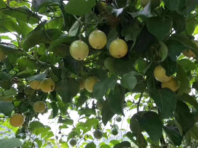 黄金百香果黄果