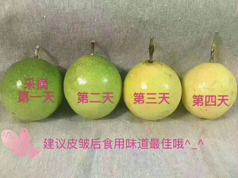 黄金百香果黄果
