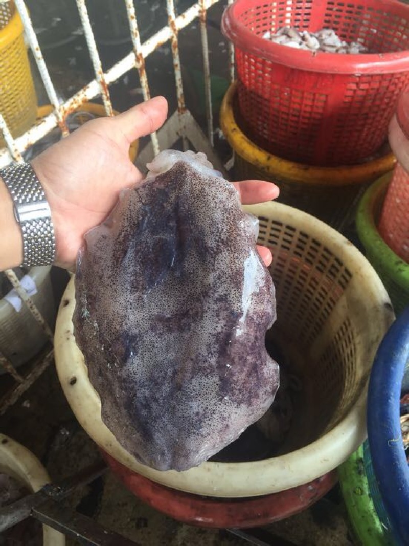 墨鱼仔墨鱼，大墨鱼，荣鱼